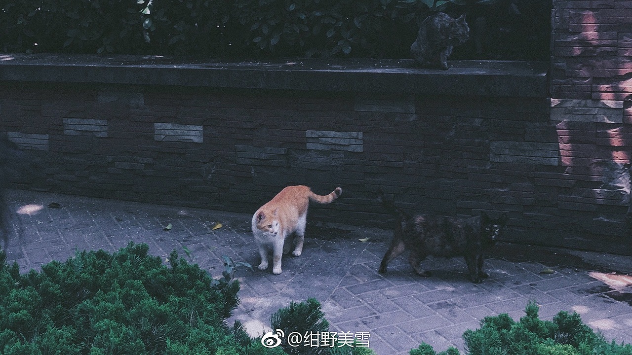 情绪摄影 | 晚好