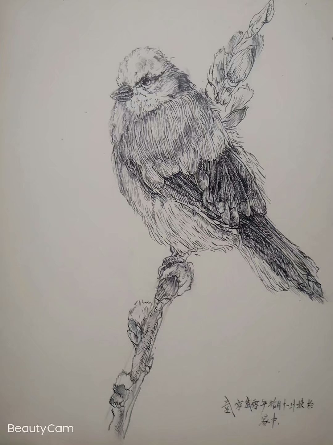 钢笔画练习小结！（图ZMjM0Nzc1NjQ4） - 绘画 - 站酷设计师刘月春原创素材 - 站酷ZCOOL