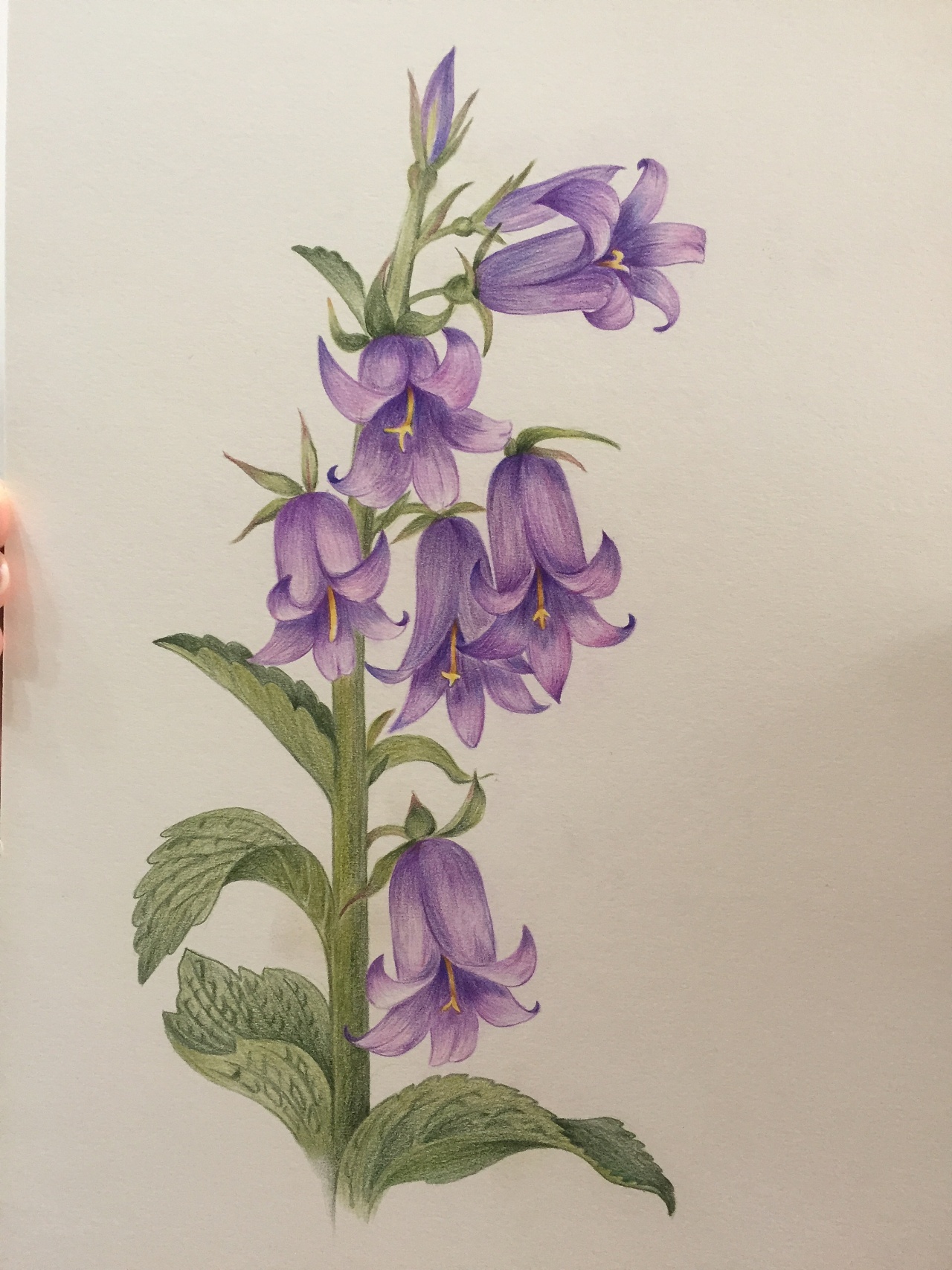 第一次彩铅,一个不甘心财务的中老年妇女,也慢慢开始画画了.