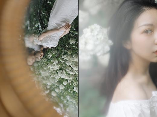 木绣球
