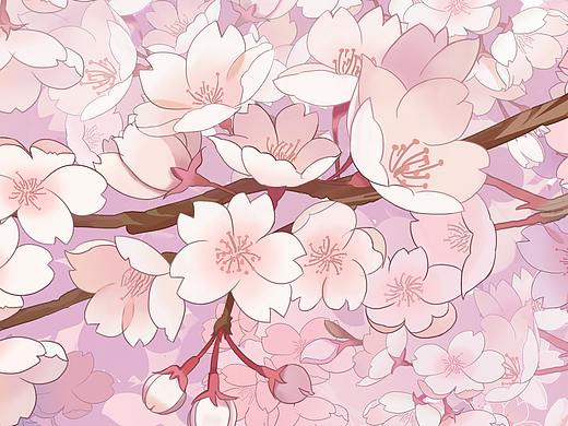 樱花插画花朵插画手绘