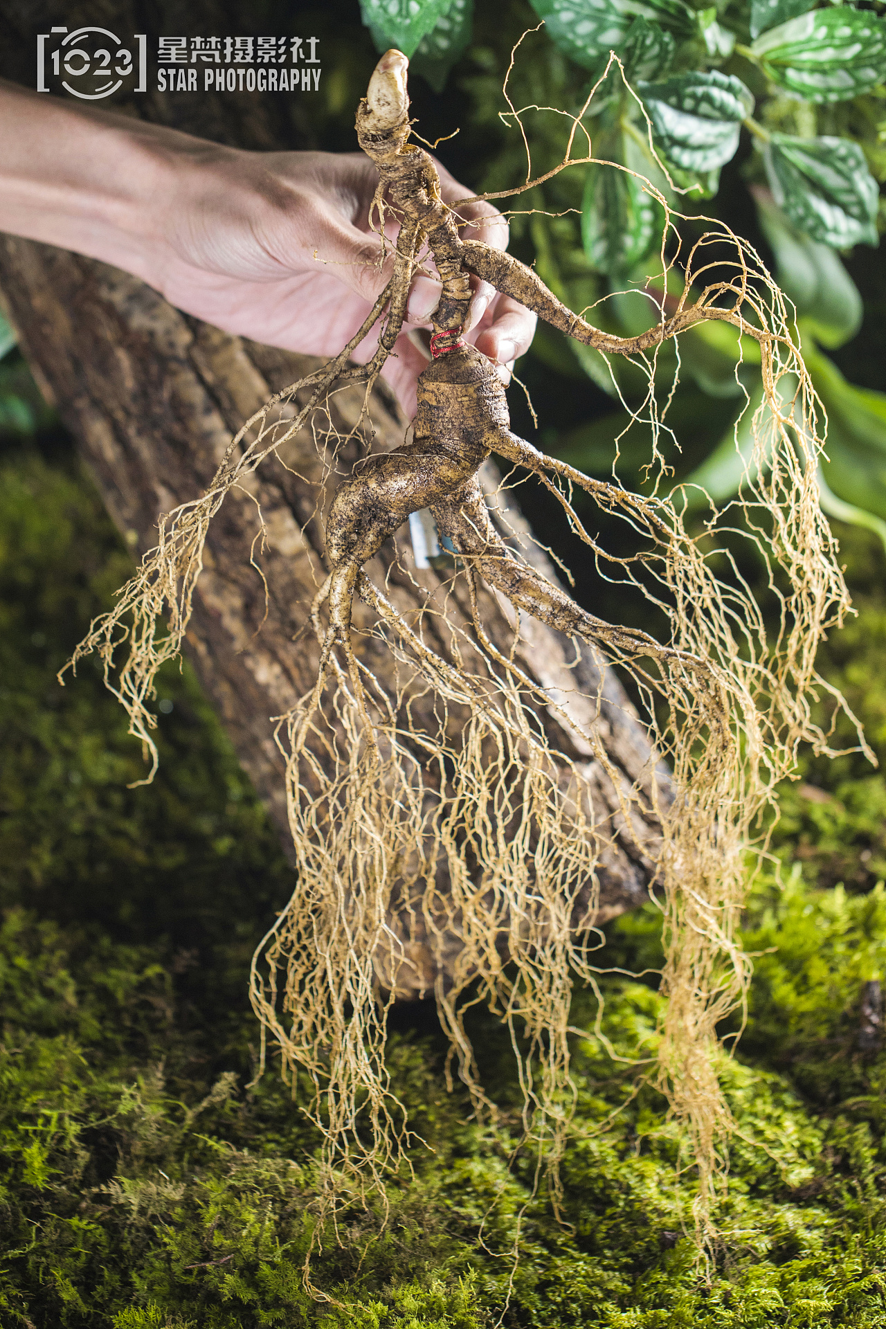 人参|摄影|产品摄影|大飞摄影社 - 原创作品 - 站酷 (zcool)