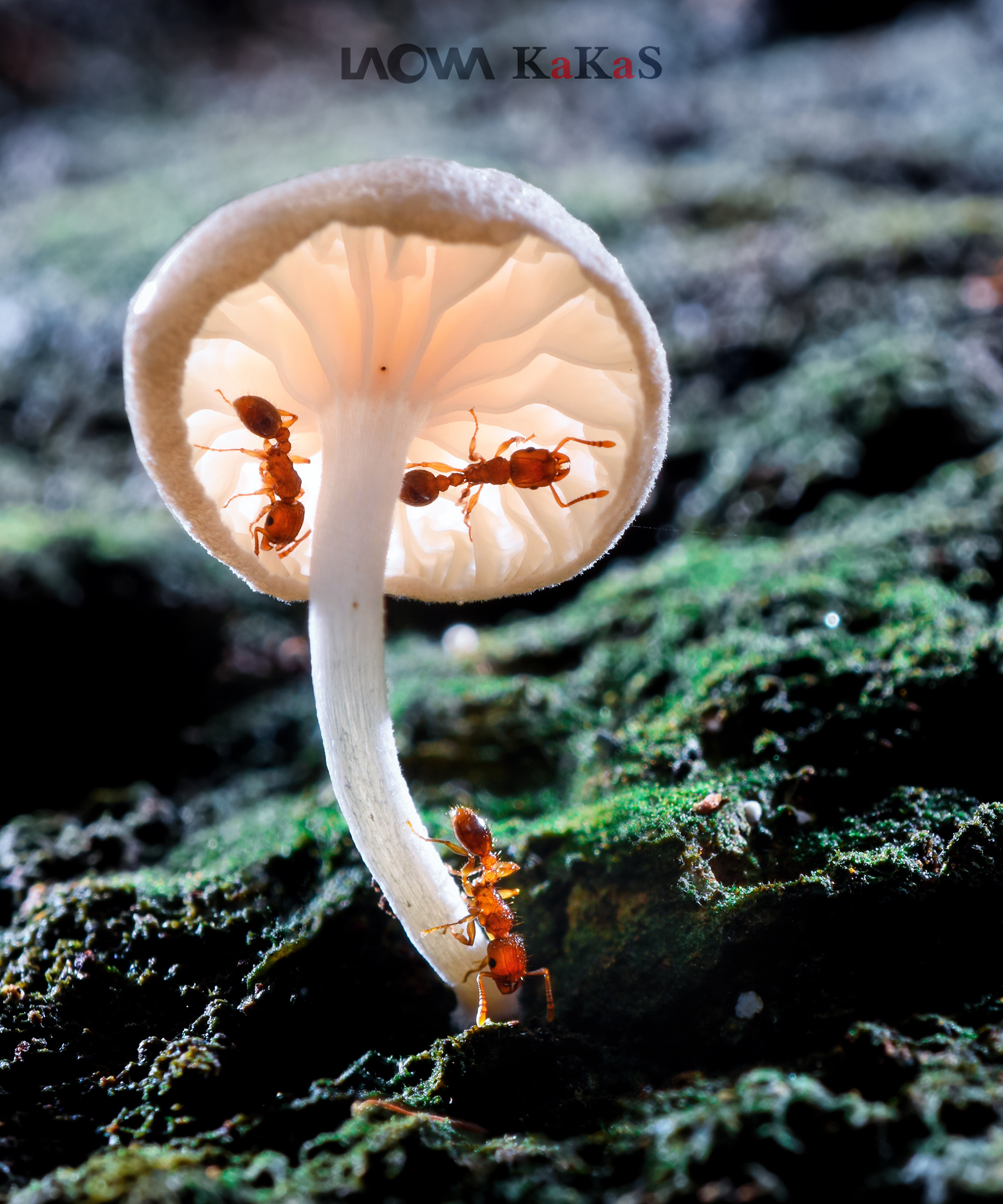 生态微距摄影之旅