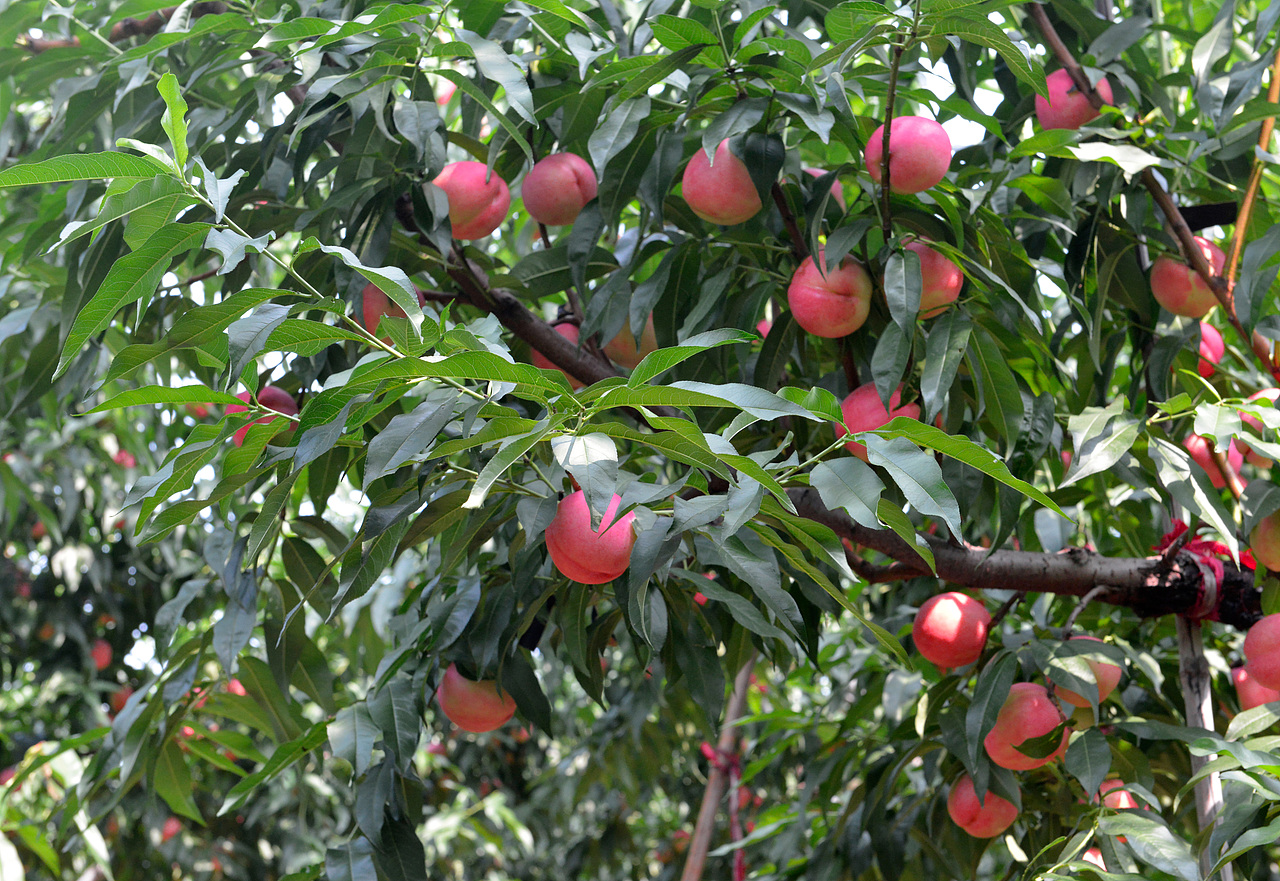 平谷大桃搜桃记4