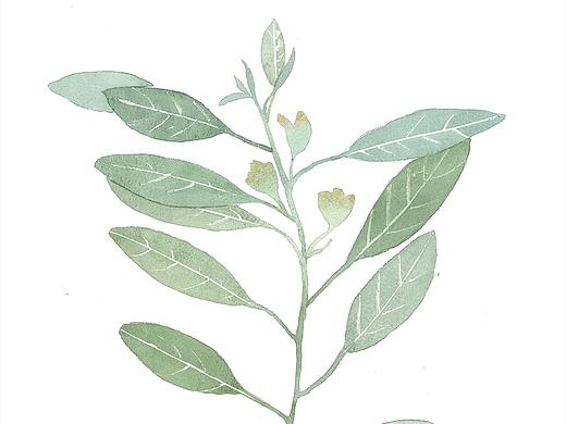 帶花苞的葉子（個人主頁-ZNTA0MDk5NTI=） - 藝術(shù)插畫 - 站酷設(shè)計師臟男孩原創(chuàng)素材 - 站酷ZCOOL