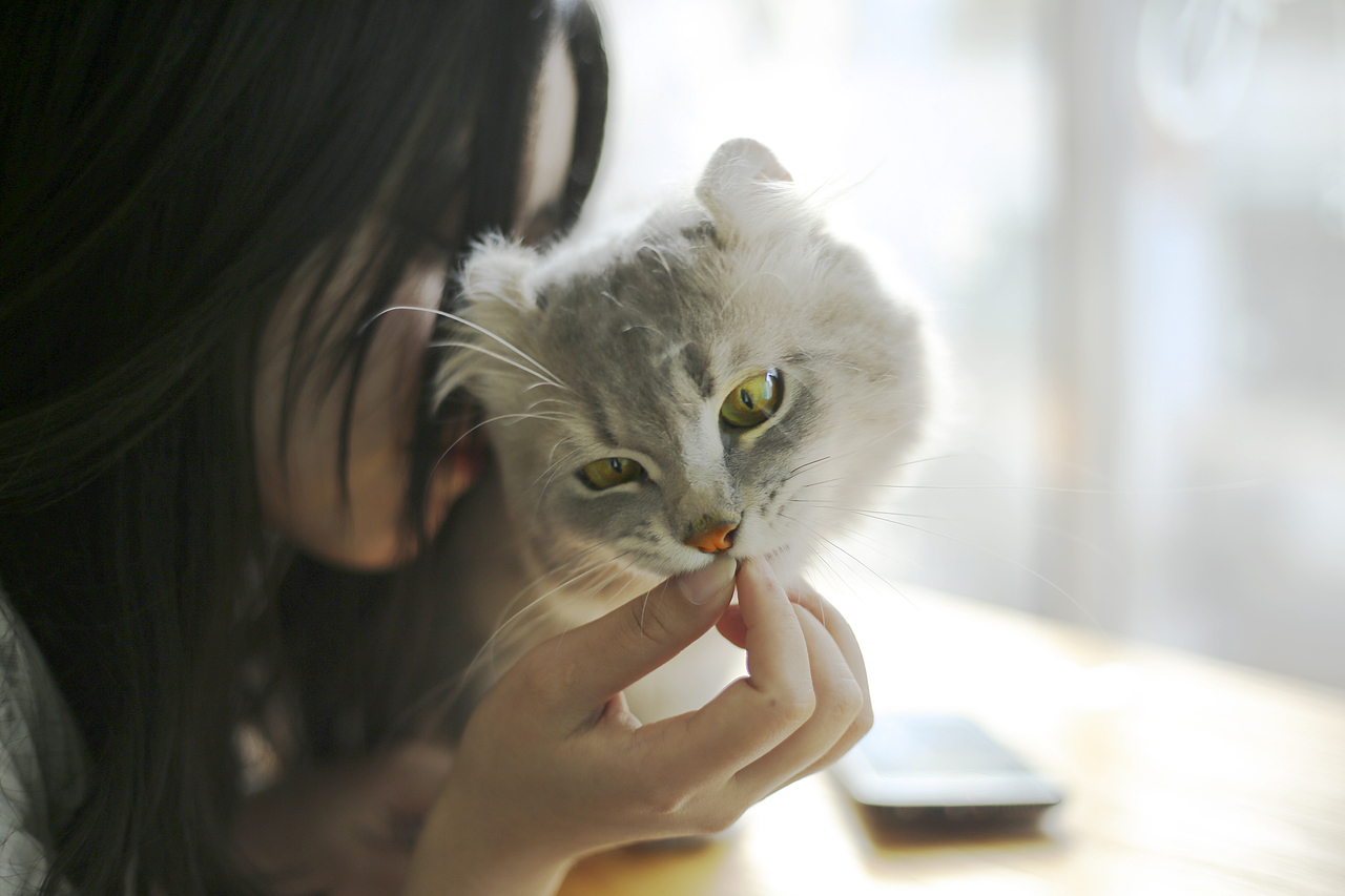 猫（图ZOTE5MDQ3MjA=） - 宠物摄影 - 站酷设计师花面猫的设计原创素材 - 站酷ZCOOL