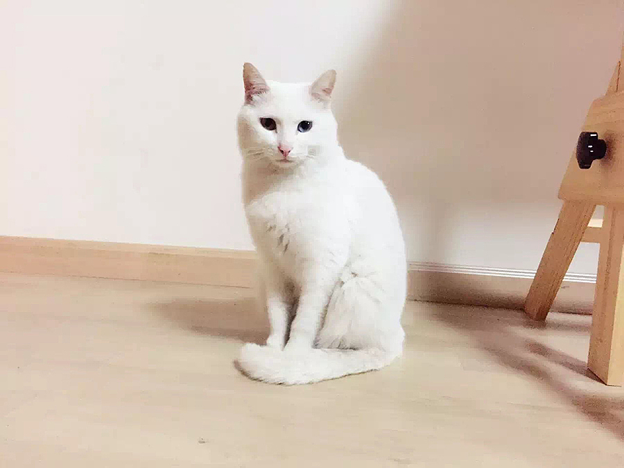 《奔跑吧，设计师！》第三季［设计师交流活动现场组图］（图ZNTQxNTczNjg=） - 其他 - 站酷设计师猪仙森原创素材 - 站酷ZCOOL