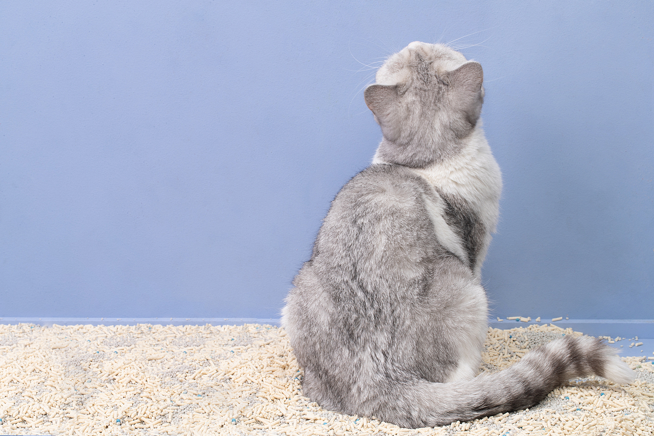 【摄影】小混球猫砂——猫の厕所用物