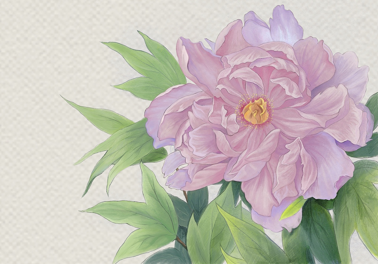 国画小品牡丹|插画|创作习作|旖旎aaa_临摹作品-站酷zcool