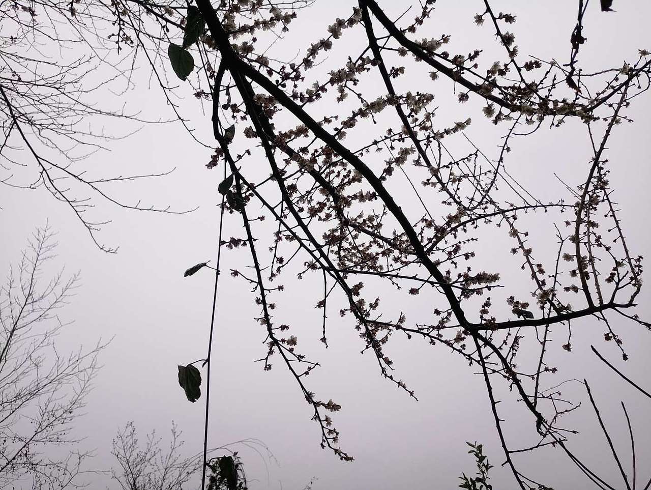 花开当时（图ZMTA1MjQ5NTM2） - 产品摄影 - 站酷设计师珍丫头原创素材 - 站酷ZCOOL