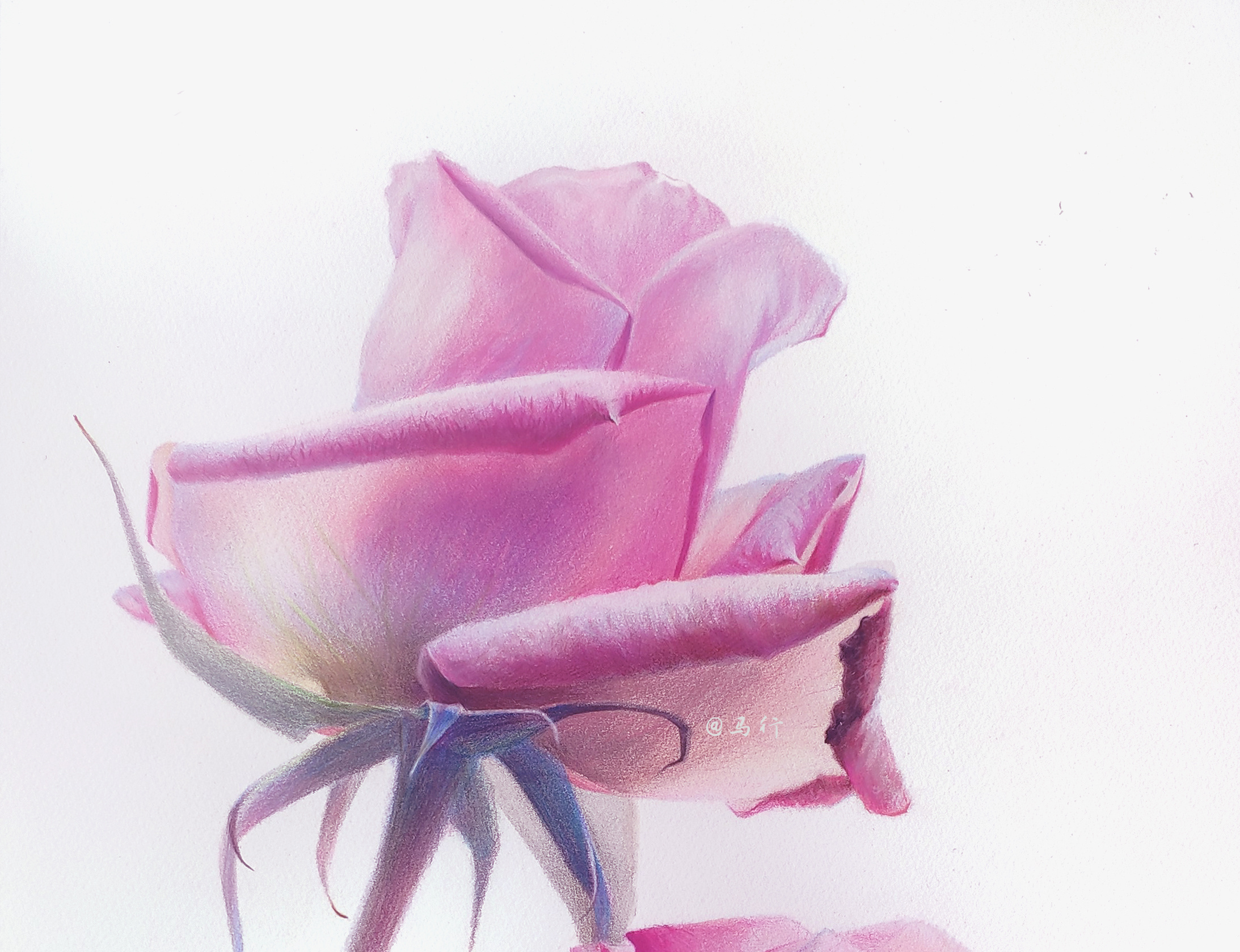 彩铅玫瑰花|纯艺术|绘画|马行画彩铅 - 原创作品 - 站酷 (zcool)
