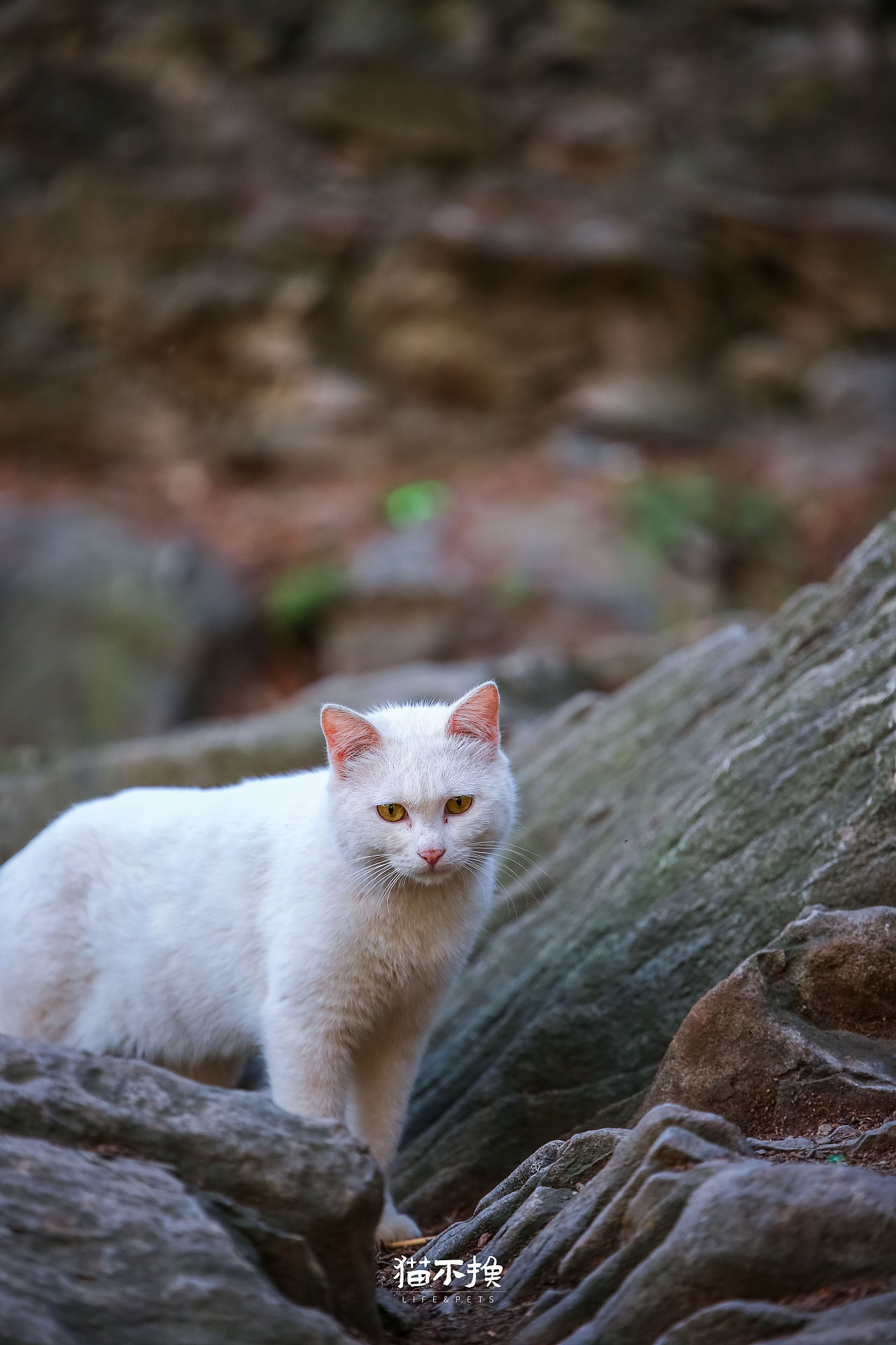 山猫日记20210718