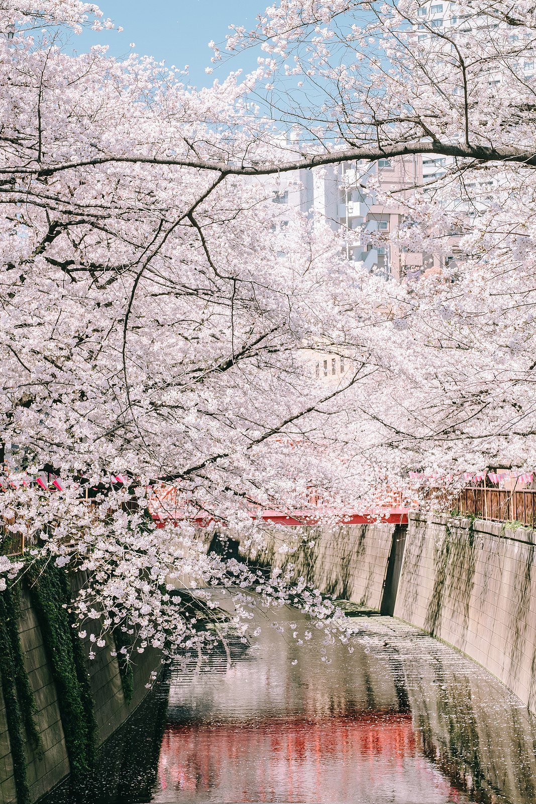 日本樱花季旅游|摄影|风光|KeZhongzhou - 原创作品 - 站酷 (ZCOOL)