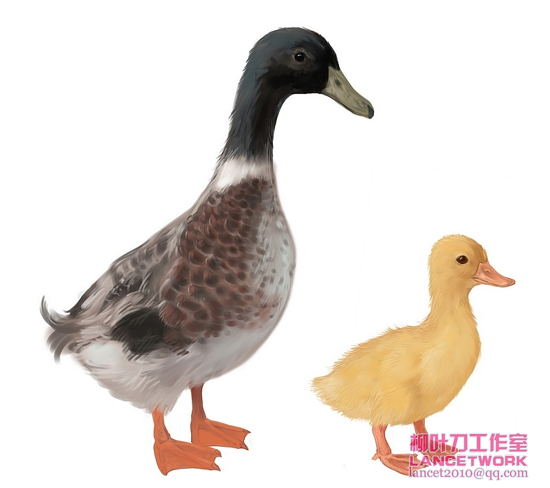 动植物插画小品