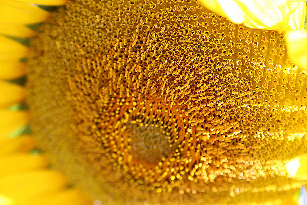 向日葵（图ZMTExMjUzMDQ=） - 产品摄影 - 站酷设计师行走的音符原创素材 - 站酷ZCOOL