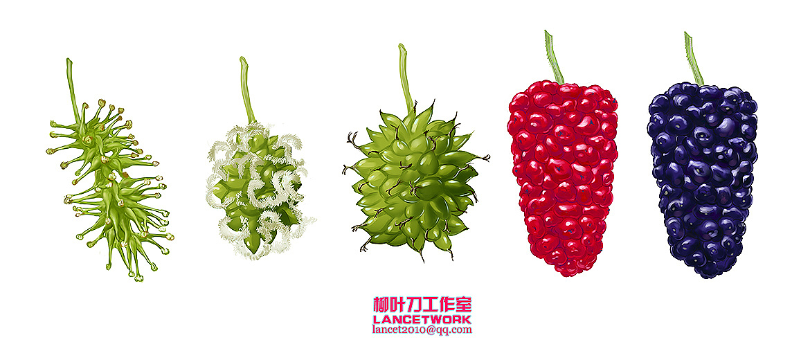 动植物插画小品