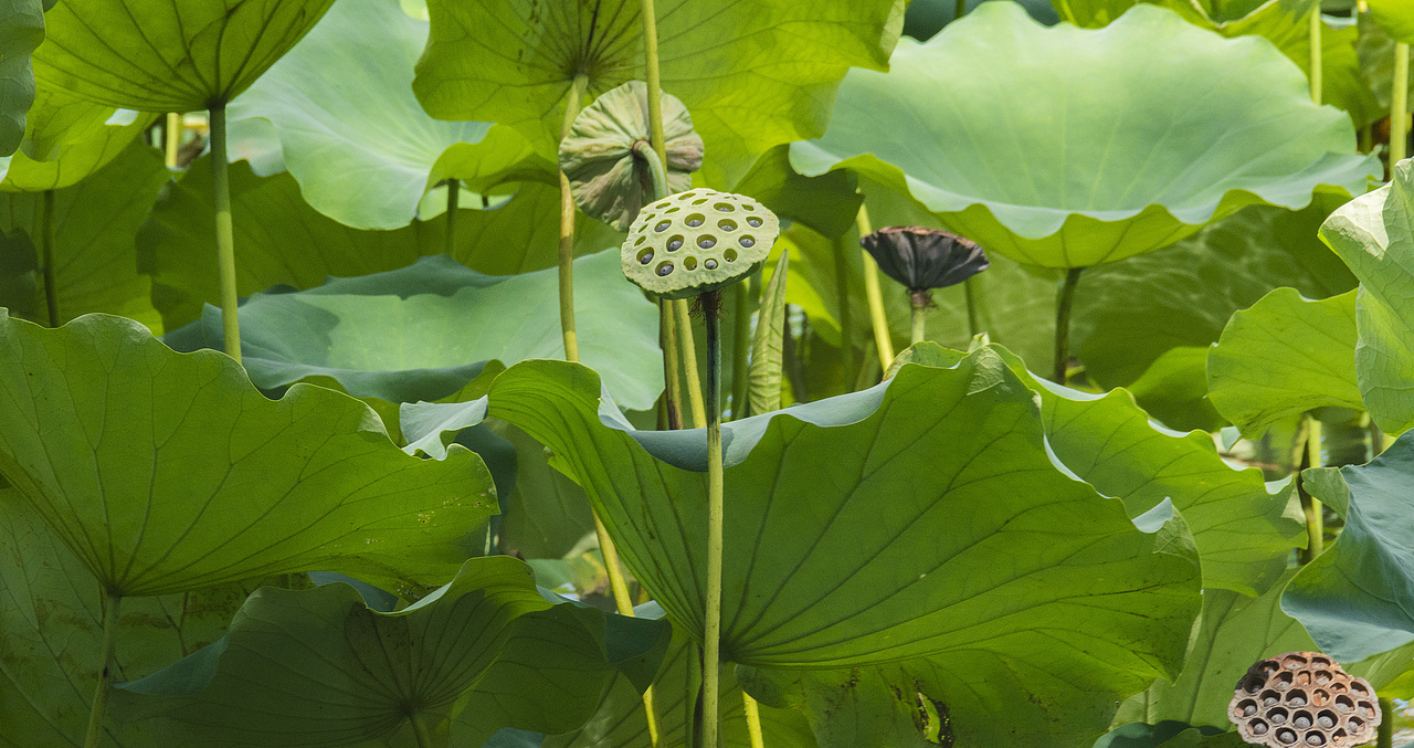 随拍日记（一）（图ZMjI4NzU4NDY4） - 风光摄影 - 站酷设计师萧萧易水丶原创素材 - 站酷ZCOOL