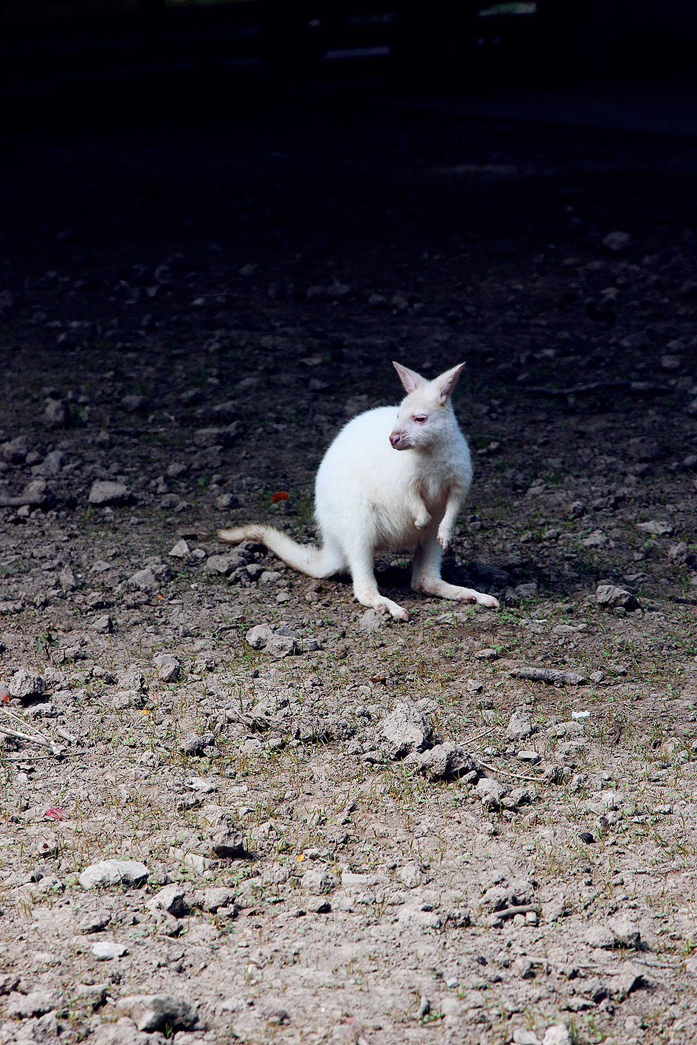 上海动物园的小伙伴们（图ZMTMwMzk4MDA=） - 风光摄影 - 站酷设计师LeoHMI原创素材 - 站酷ZCOOL