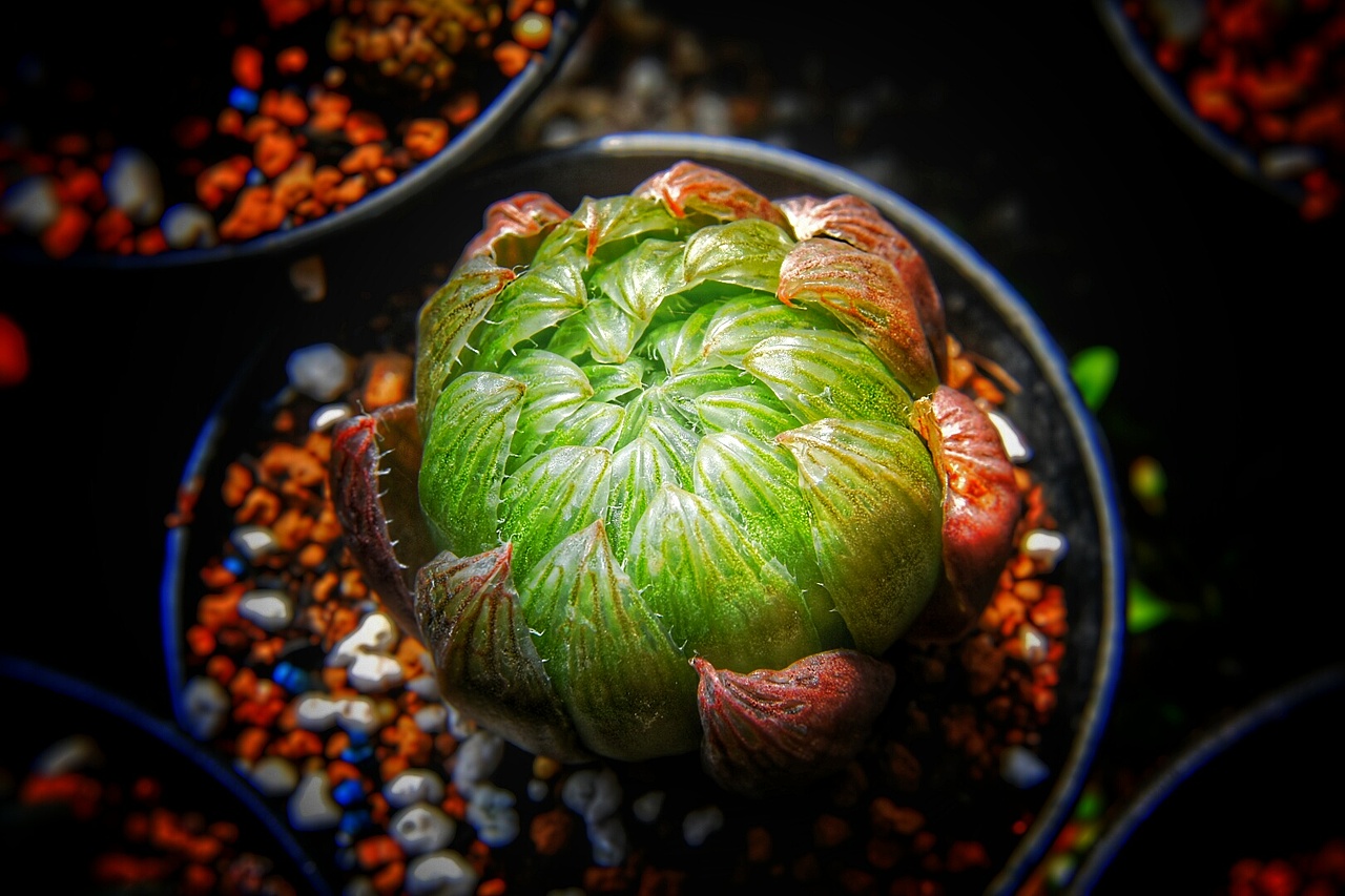 又是一大波多肉袭来