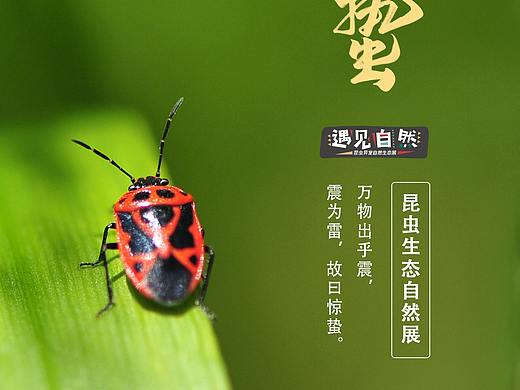 节气海报