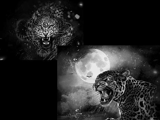动物插画-美洲豹黑白画