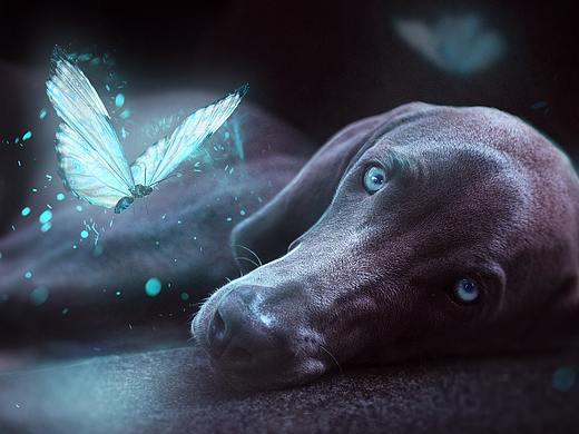 《dog-butterfly》—合成后期（个人主页-ZMzgxMTUxOTI=） - 修图/后期 - 站酷设计师桃染栩原创素材 - 站酷ZCOOL