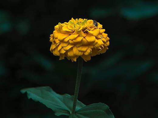 盛放的靈魂（個人主頁-ZMzE3NTkxNzY=） - 產(chǎn)品攝影 - 站酷設計師YUSHISHE原創(chuàng)素材 - 站酷ZCOOL