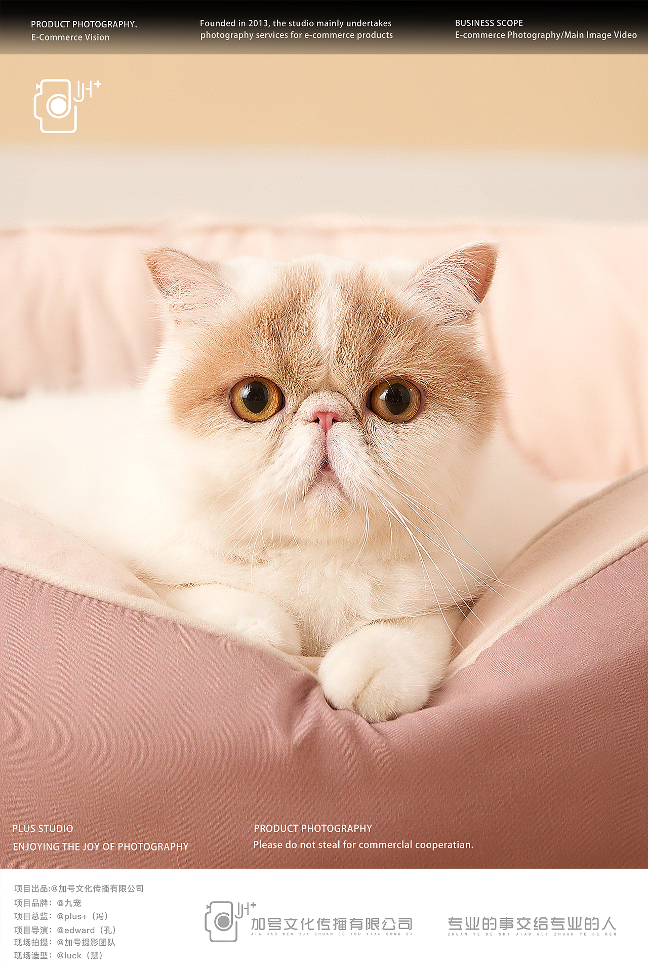 猫窝拍摄|九宠猫窝拍摄✖️加号