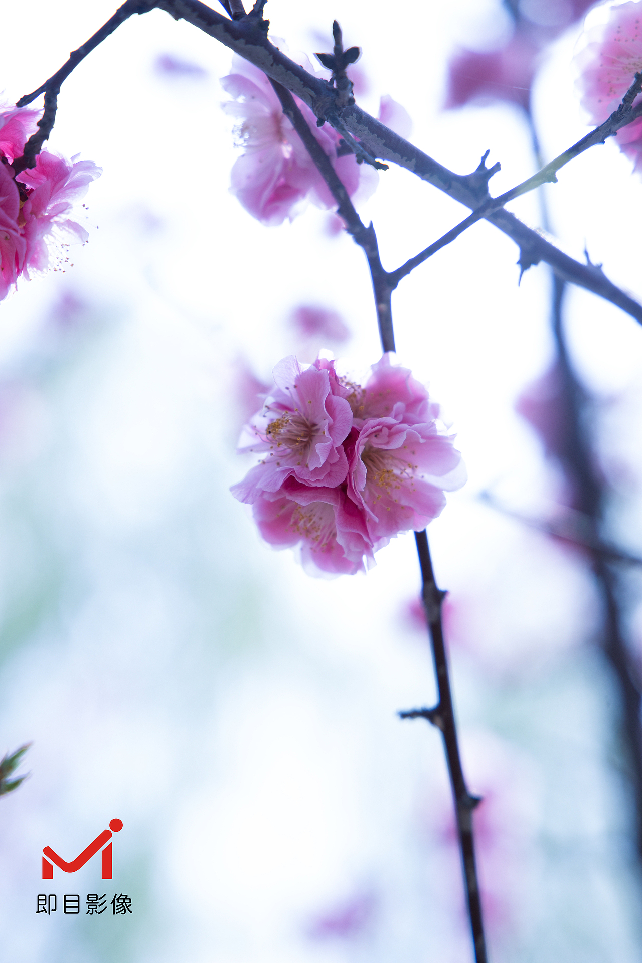 春天来了（图ZMjkzNjM0Mjg4） - 风光摄影 - 站酷设计师苏总来啦原创素材 - 站酷ZCOOL