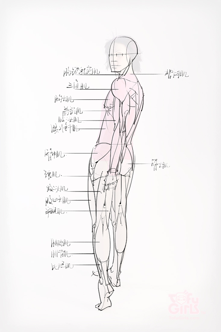 「素材」分享一波绘画专用人体解剖素材 part 09
