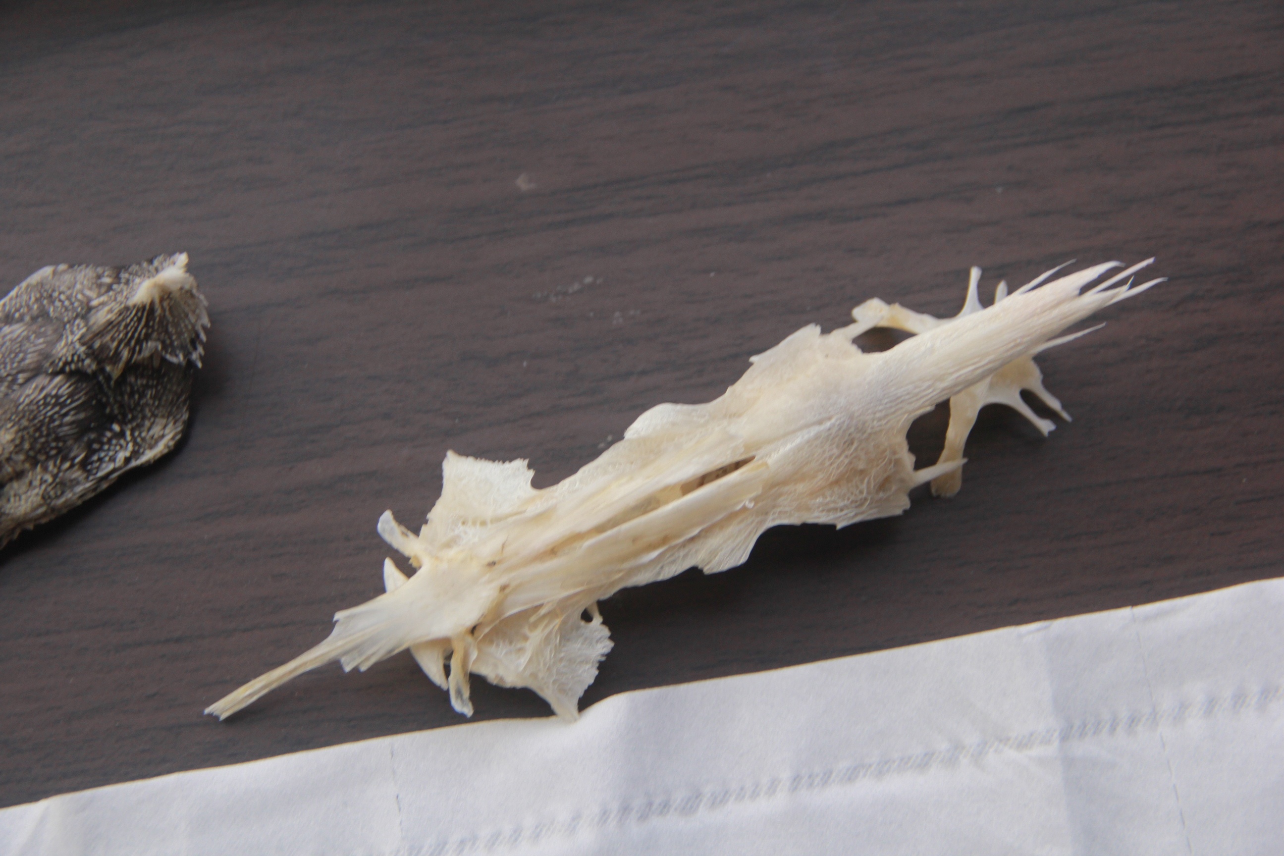 3D model Great White Shark Skeleton animal | CGTrader