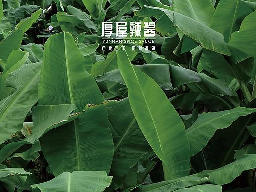 厚屋辣酱“热带雨林绿”系列宣传海报