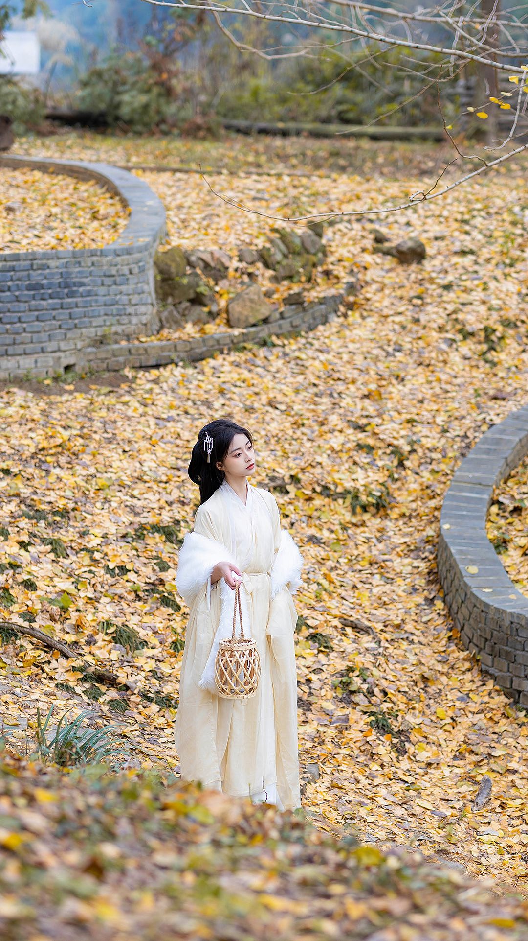 不负银杏不负秋