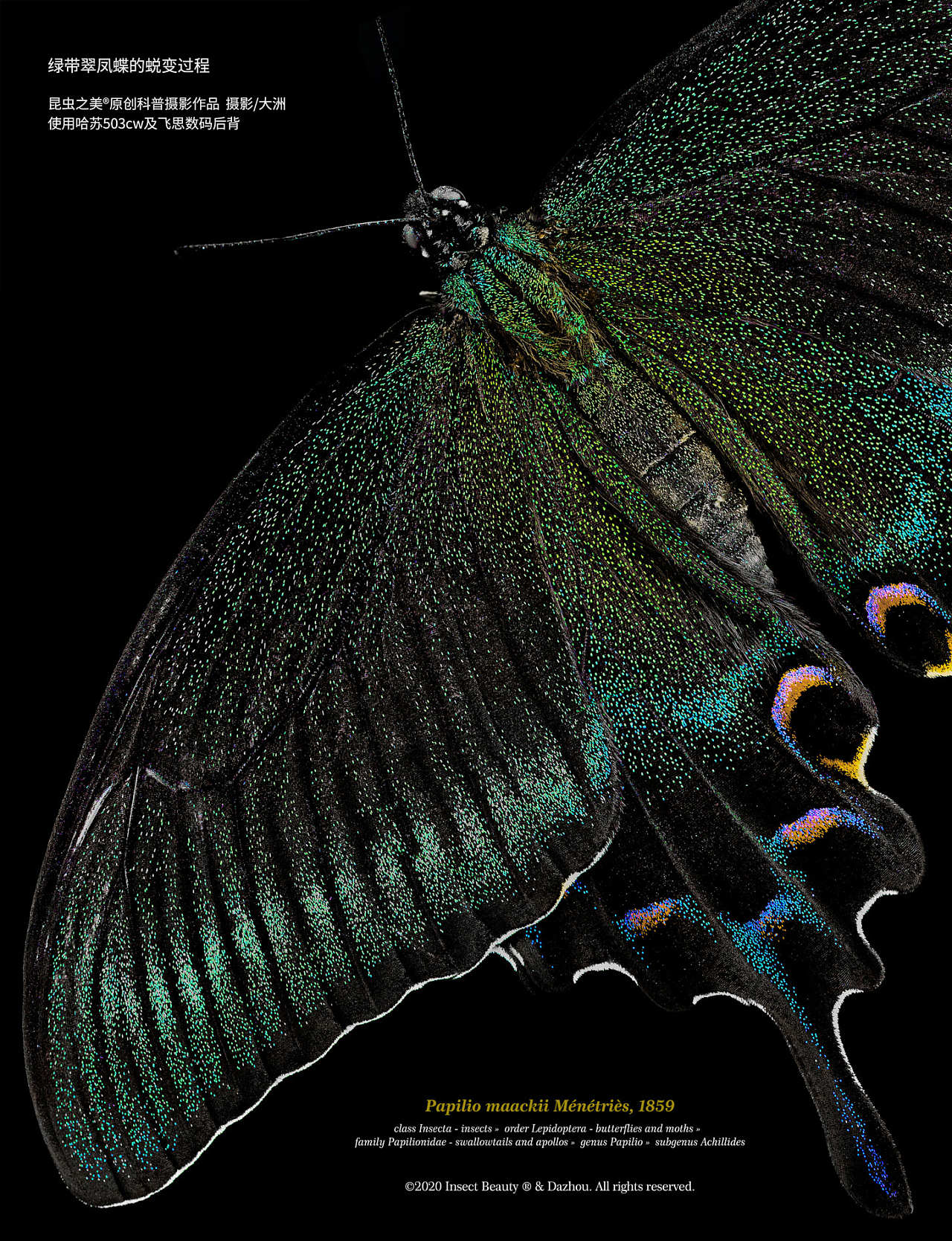 昆虫之美®绿带翠凤蝶的蜕变过程Papilio maackii |摄影|风光摄影|大洲与积田_原创作品-站酷ZCOOL