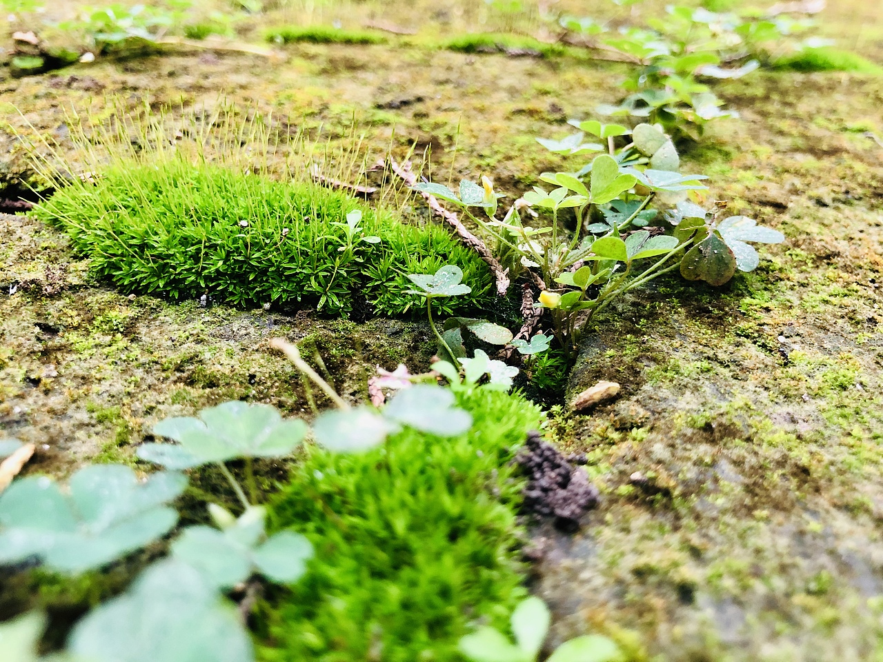 游曲阜三孔 中秋特辑(其三)