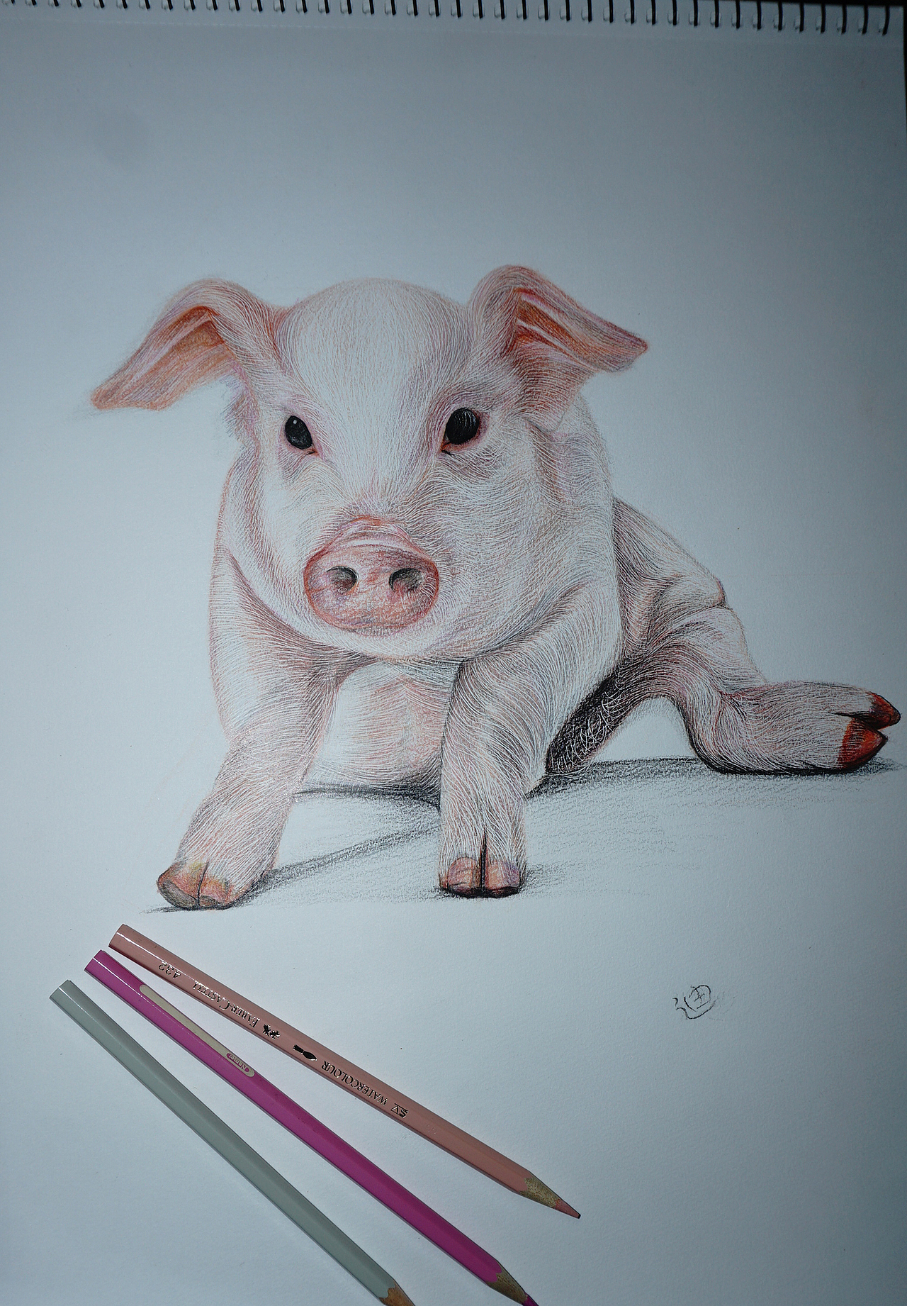 彩铅小猪