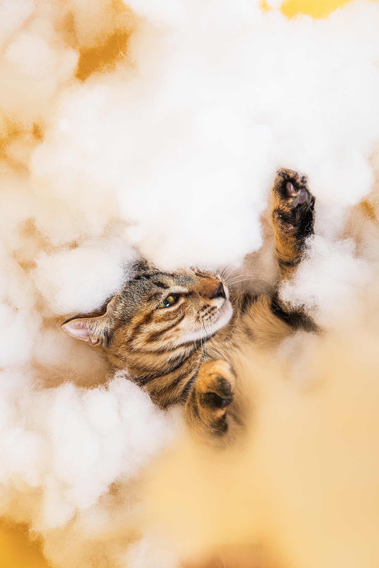 猫片-刚睡醒的小老虎（图ZMTI3OTE4NzA0） - 宠物摄影 - 站酷设计师野人高摄影工作室原创素材 - 站酷ZCOOL