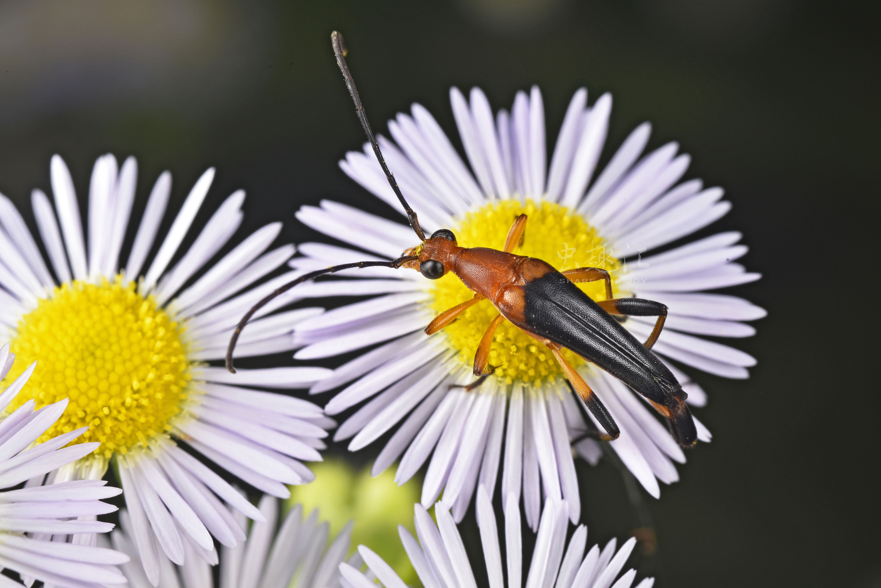 蚤瘦花天牛杭州闲林