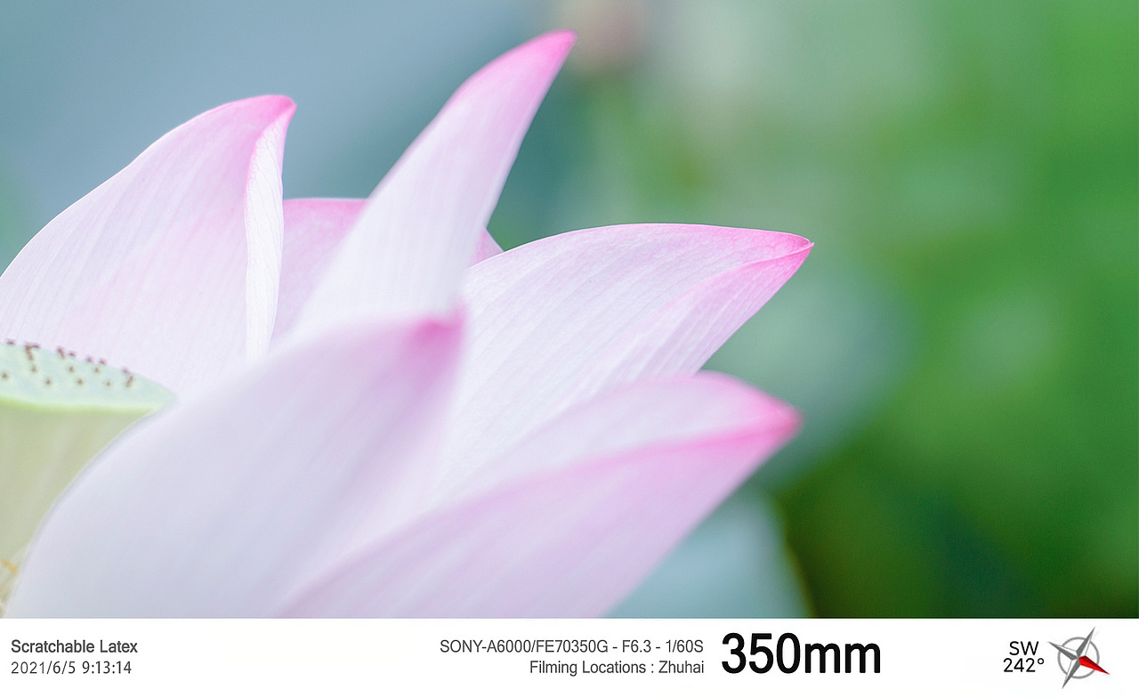 华发湿地公园荷花季2021.6.5（图ZMjU5Njc2MzQ4） - 风光摄影 - 站酷设计师拿铁生椰原创素材 - 站酷ZCOOL