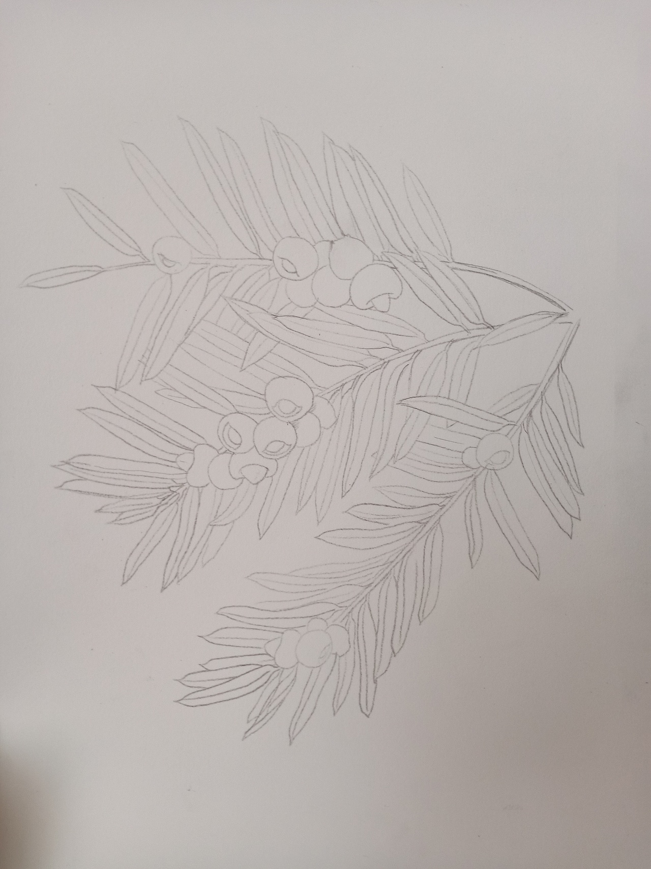 《南岭本土植物图鉴》红豆杉