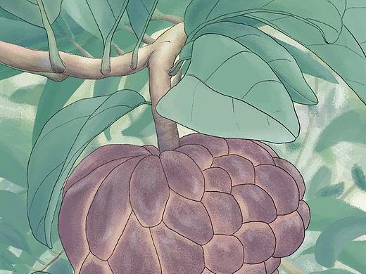 水果系列-番荔枝（个人主页-ZNDg2NTM4MTI=） - 创作习作 - 站酷设计师阿阿云原创素材 - 站酷ZCOOL