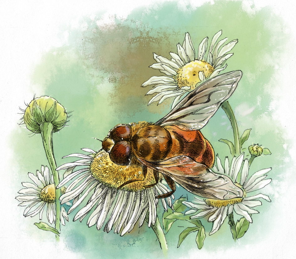 蜜蜂|插画|创作习作|潜水宝宝鱼 - 原创作品 - 站酷 (zcool)