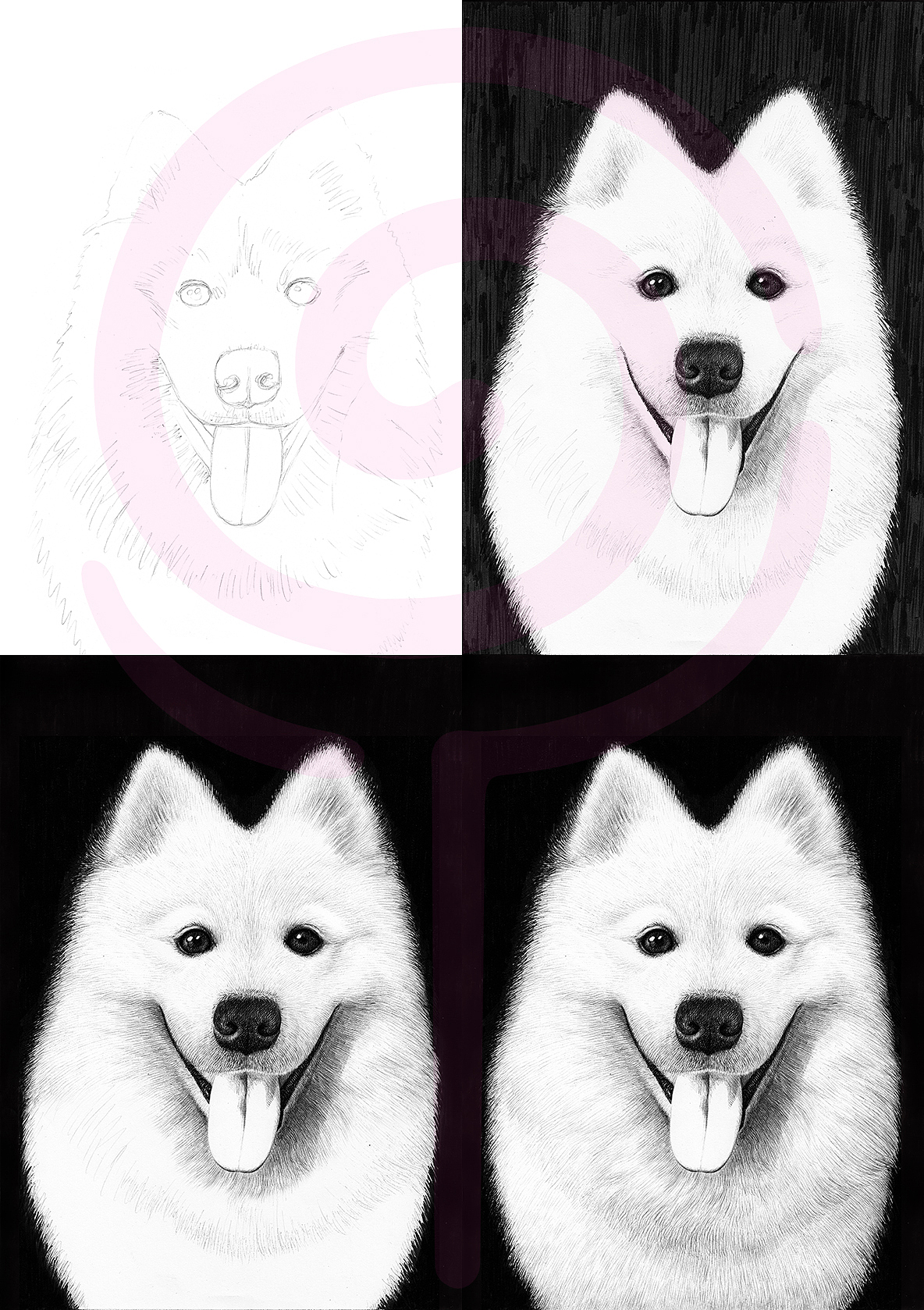 OY圆珠笔画：萨摩耶（图ZMzU2Nzc4NjA=） - 商业插画 - 站酷设计师欧阳鹏杰_OY原创素材 - 站酷ZCOOL