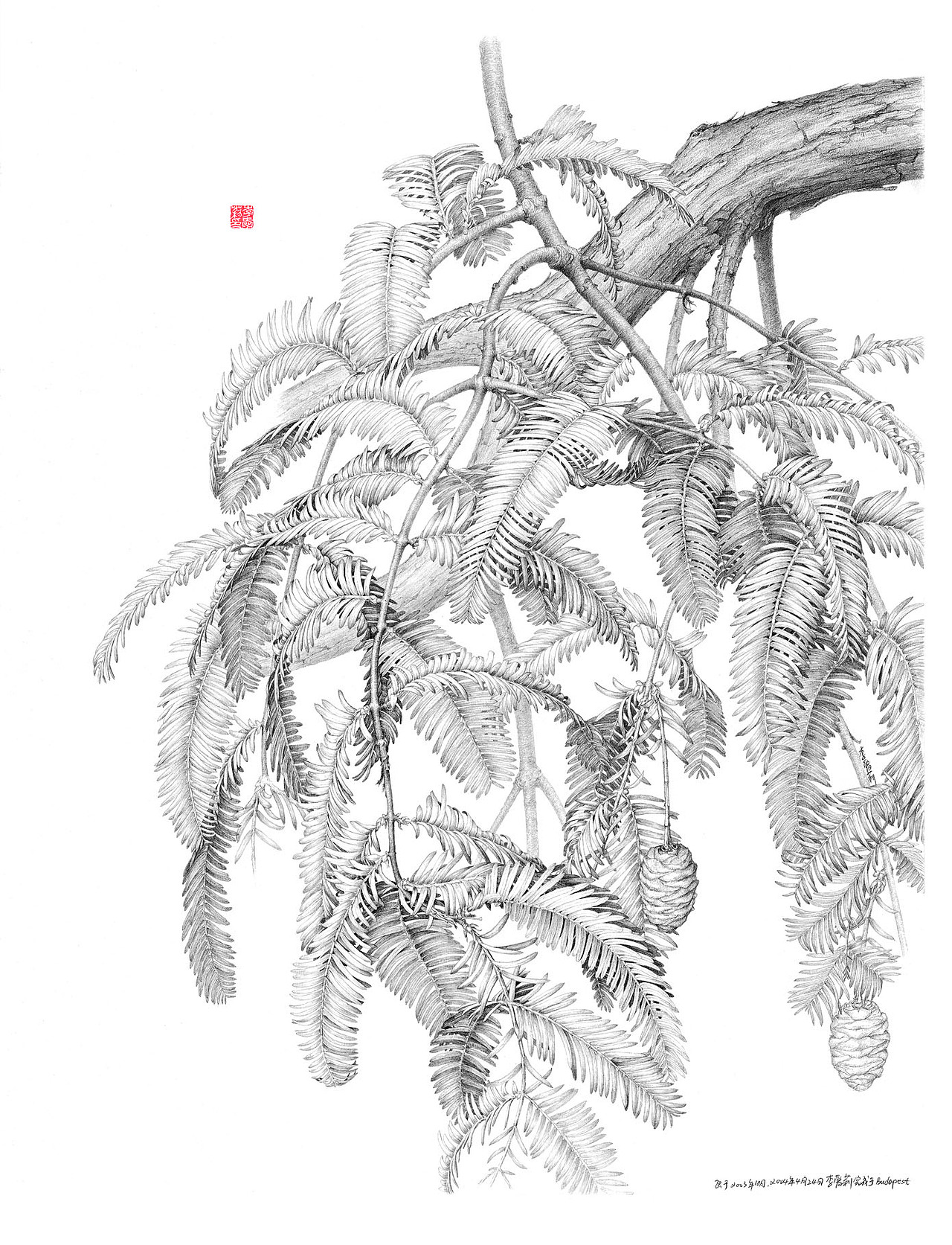 metasequoiaglyptostroboides水杉