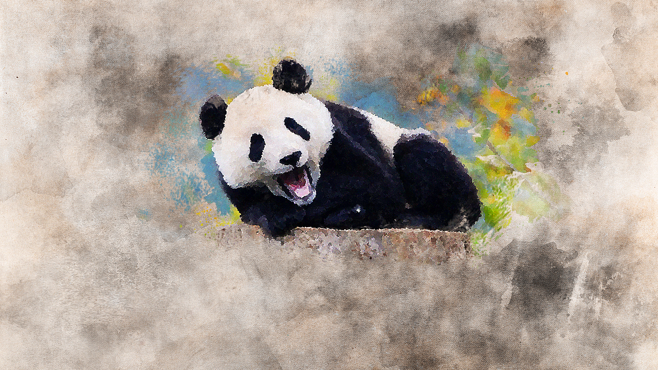 熊猫绘画效果