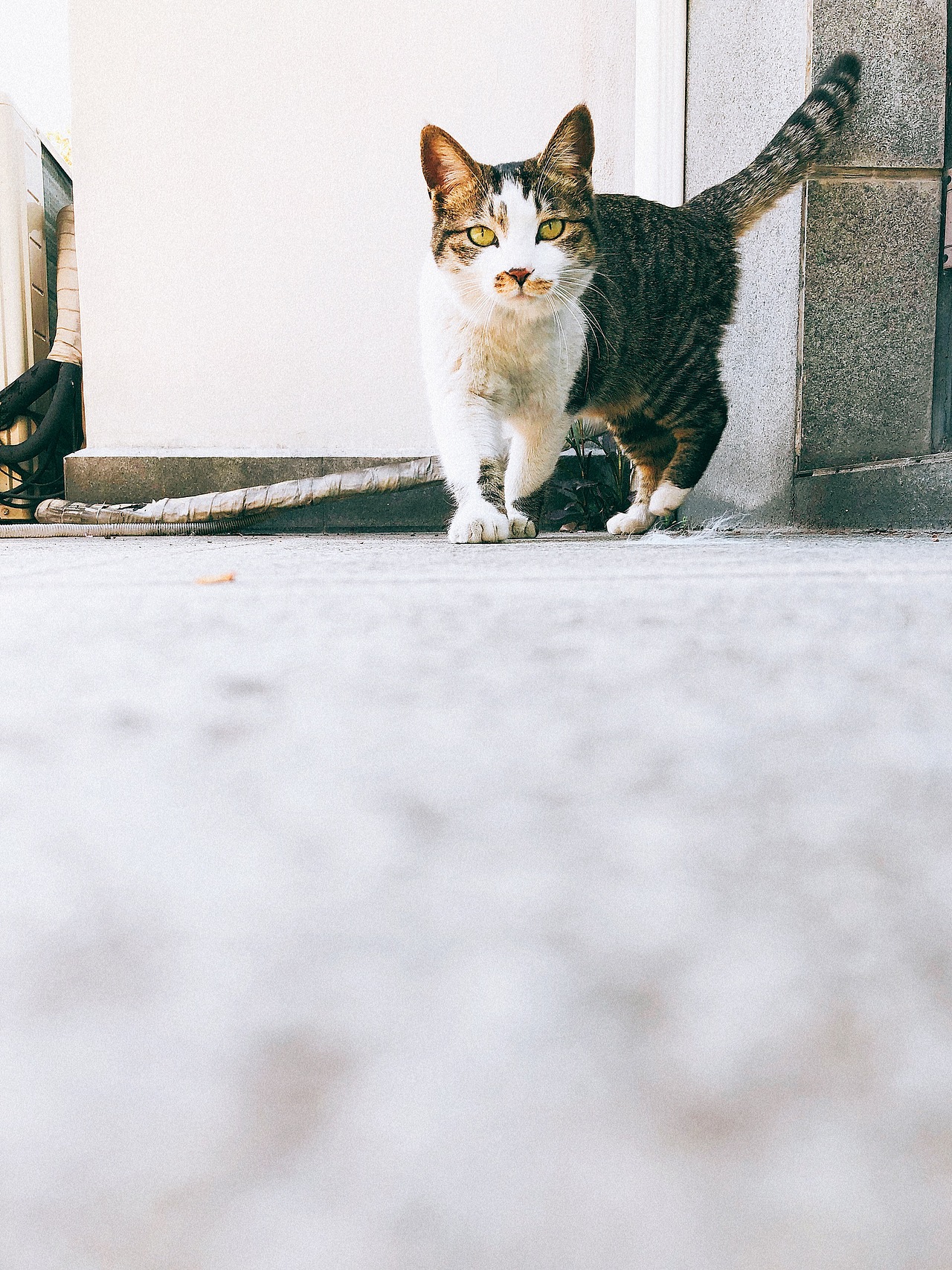 船长第一次这么主动!!!