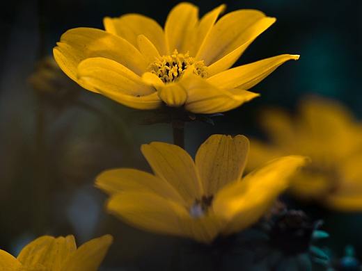 花卉