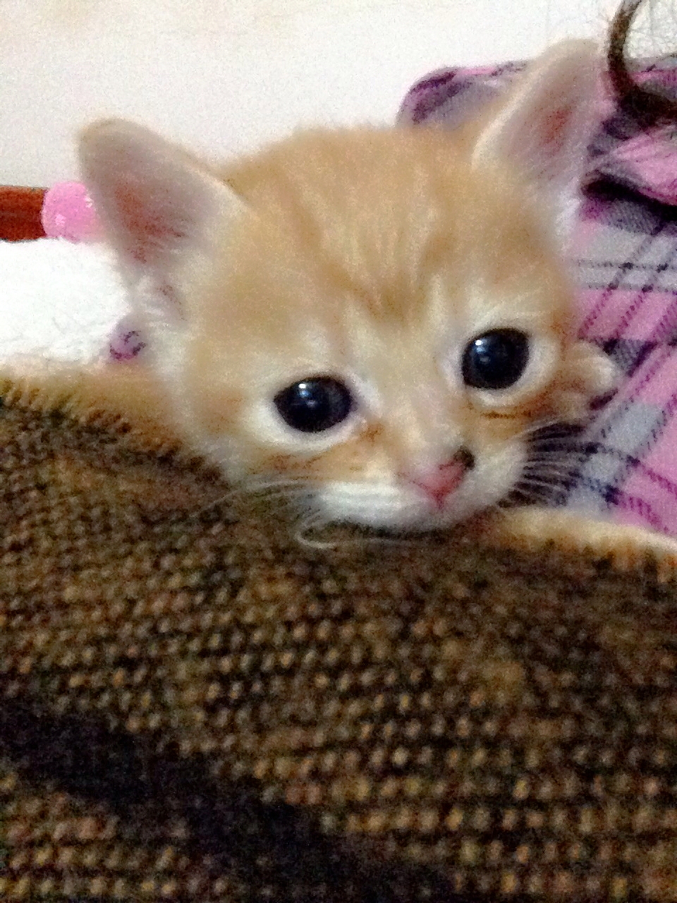 晒猫这种事必须参一脚（2）（图ZMjU1NDcwNDg=） - 宠物摄影 - 站酷设计师Lieles莘原创素材 - 站酷ZCOOL
