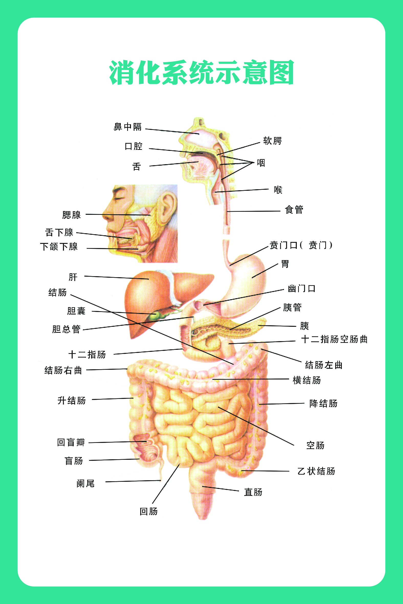 人体解剖结构图片解说图片