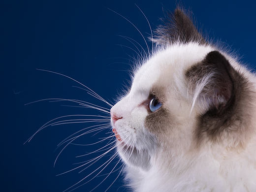 布偶猫